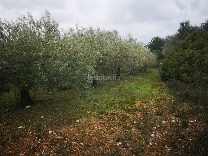 Foto 287ac3f2-a58f-4559-87c1-0c94ea130968. Finca rústica a Ulldecona