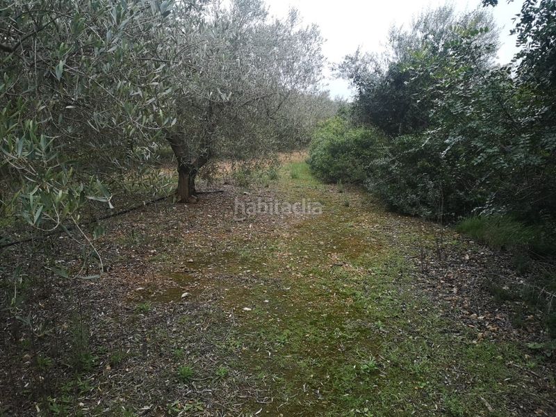 Foto 6be52b2e-bf7e-467f-bcf8-a893a3f31bc7. Finca rústica a Ulldecona