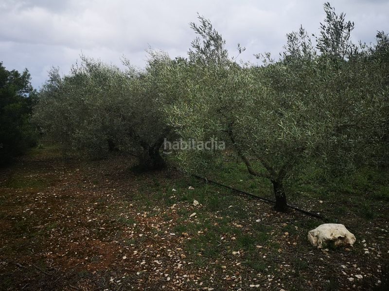 Foto 6dc78e50-c404-4d1e-9807-4733cbfec842. Finca rústica a Ulldecona