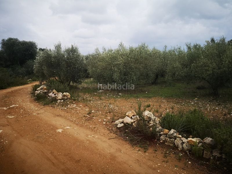 Foto 760e0e72-0b1a-42f2-a125-66dfe7e4b709. Finca rústica a Ulldecona