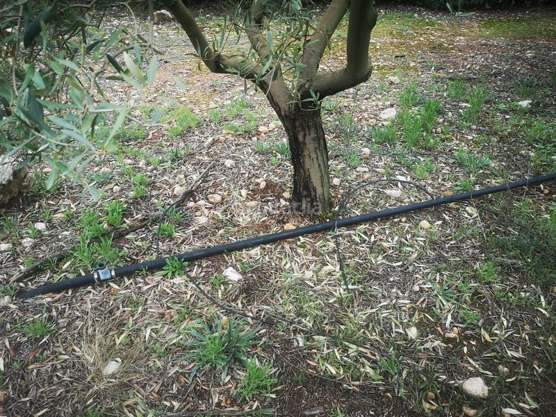 Foto d64cd591-cee1-44a1-9791-32c0d8f5279c. Finca rústica a Ulldecona