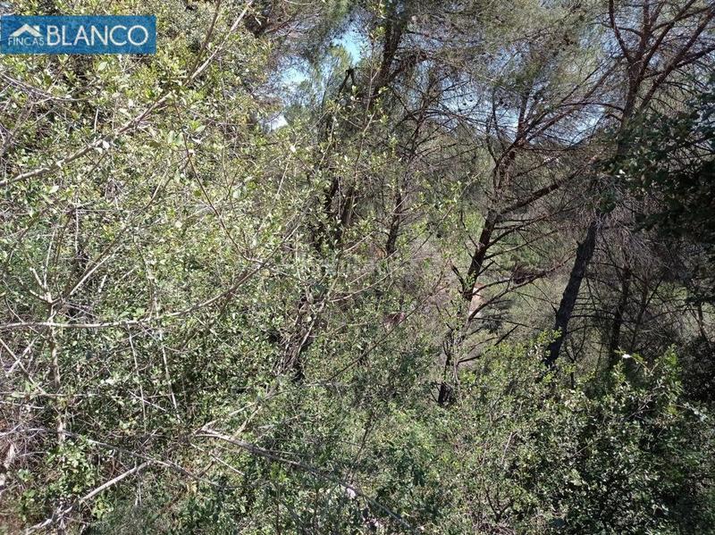 Foto 07243e4c-2c5c-4af9-b971-5084d792c45f. Terreny residencial a Cabrera d´Anoia