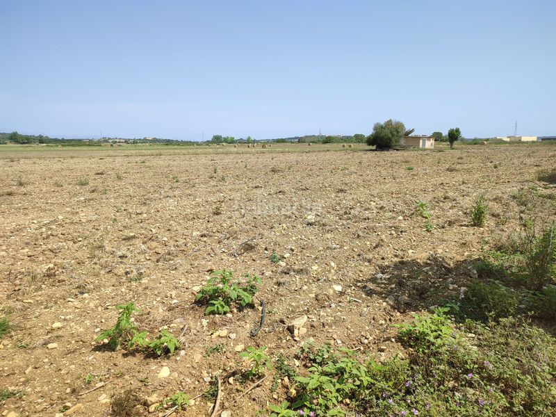 Foto 66d3ffd3-160c-4420-94a0-f128db1108bf. Terreno residencial finca de 20.962 m2 para construir vivienda, con pozo de agua en Petra