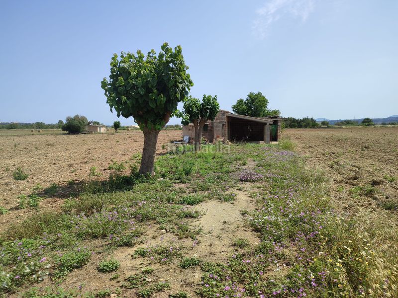 Foto d0d5b8a3-44e8-4f17-9d48-1c8dcfd81448. Terreno residencial finca de 20.962 m2 para construir vivienda, con pozo de agua en Petra