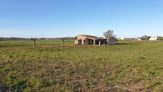 Residential Plot in Petra. Finca de 20.962 m2 para construir vivienda, con pozo de agua