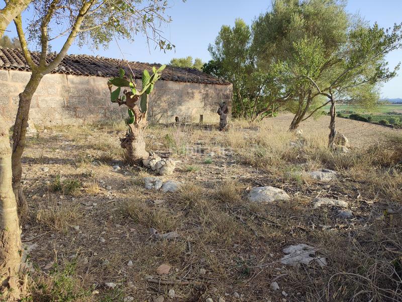 Foto 16764a89-54ed-4de2-af31-c6954194e063. Terreny residencial a carrer de ciutat 21a a Petra