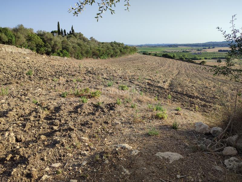 Foto a2f2a5f1-867d-4df0-93db-d1a08a14b857. Terreny residencial a carrer de ciutat 21a a Petra