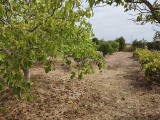 Rural plot in Sant Joan. Finca agrícola de 1523 m2 con viña y frutales