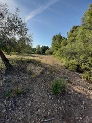 Rural plot in Sant Joan. Finca de 16875 muy escondida con algarrobos