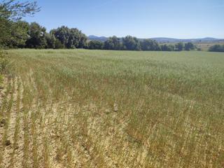 Residential Plot in Petra. Finca de 23075 m2 edificable en zona tranquila y con vistas desp