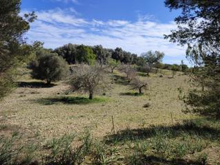 Residential Plot in Petra. Espectacular finca de 28945 m2 para construir vivienda unifamili