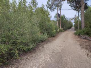 Rural plot in Sant Joan. Finca rústica de 10.446 m2 en zona tranquila con gran cantidad d