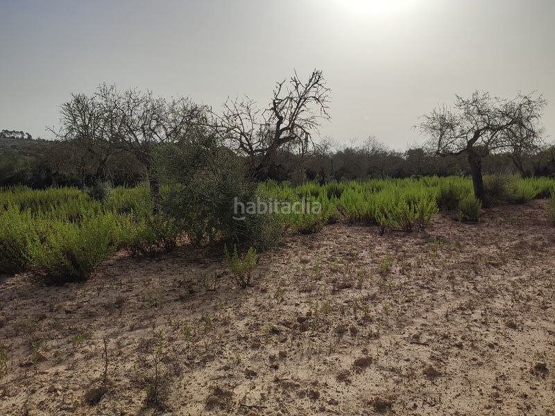 Foto 4bfad471-afa4-424c-bb44-1927d5c16da2. Terreny residencial a Sant Joan