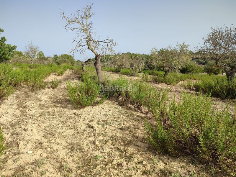 Foto 8225475d-90fd-4904-aa5e-7637b517d13c. Terreny residencial a Sant Joan