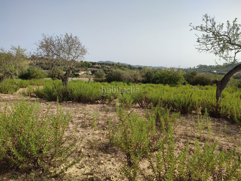 Foto 8d3f47bf-10c5-40a8-b5f9-b410afc90b54. Terreny residencial a Sant Joan