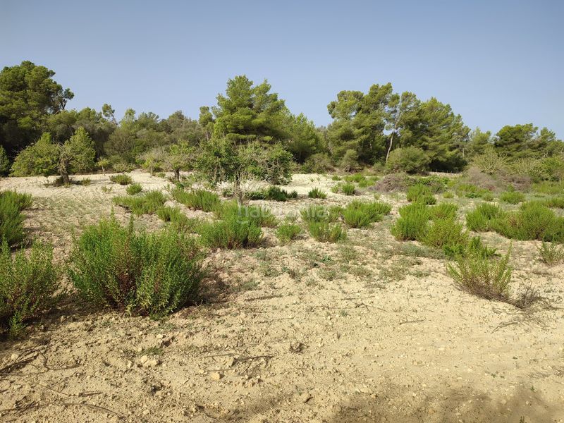 Foto a7558134-f1de-4204-ad53-2a611b2ae0fb. Terreny residencial a Sant Joan