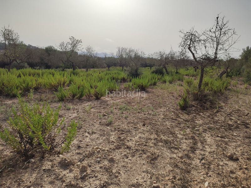 Foto b09cf6ca-eb9f-4e84-9129-54825487de29. Terreny residencial a Sant Joan