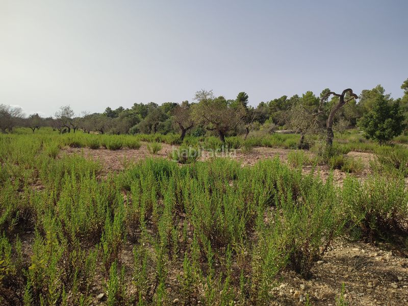 Foto b5bcdbca-2b77-4a59-a5a7-292120dbd47b. Terreny residencial a Sant Joan