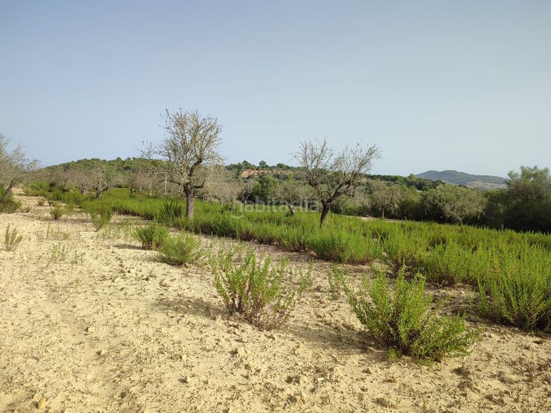 Foto d155b133-cce8-47b7-8f61-27814ec46028. Terreny residencial a Sant Joan