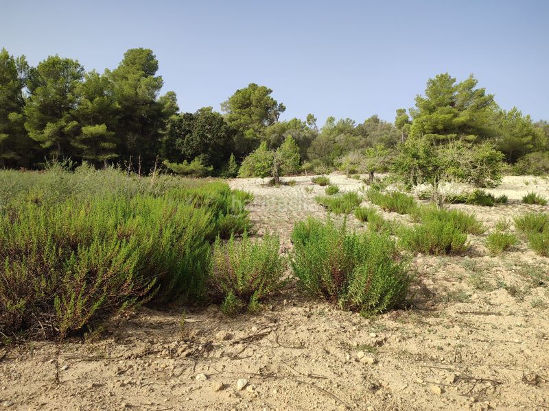 Foto d5f76eb5-cbcd-4759-8e66-6760977fbc0b. Terreny residencial a Sant Joan