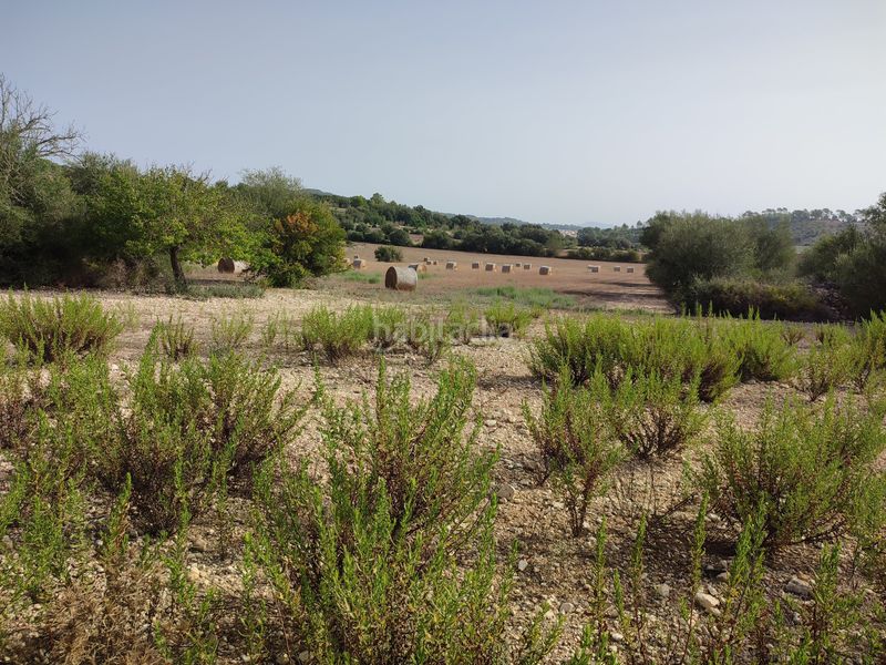 Foto dd5e0f52-80c0-4d94-a482-922f89c2dd2b. Terreny residencial a Sant Joan