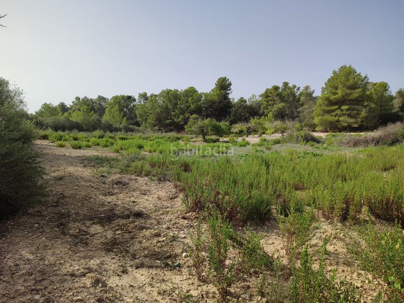 Foto e44e8f30-4e45-4415-bb35-418fbd2e84ee. Terreny residencial a Sant Joan