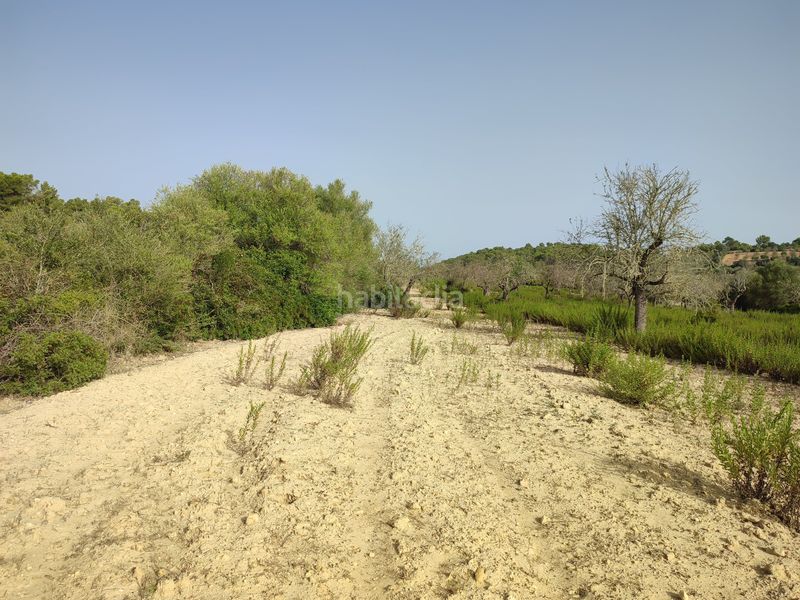 Foto ed9e1d78-eafa-40c7-90ae-1d22e419d30a. Terreny residencial a Sant Joan