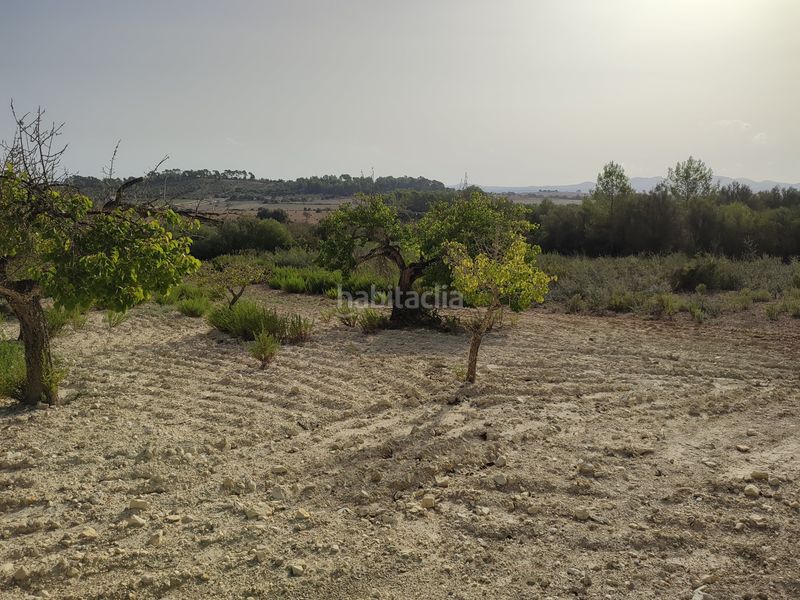 Foto ee9d29ef-34cb-43e5-b29a-1e5937472486. Terreny residencial a Sant Joan