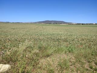 Rural plot in Vilafranca de Bonany. Finca agrícola de 2086 m2 en vilafranca de bonany