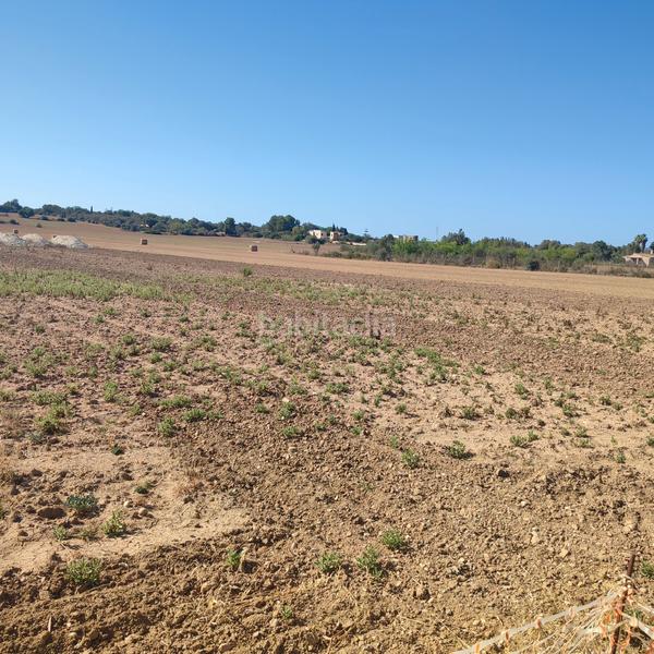 Foto 02b21e50-987f-49b1-bf0d-701df88a3860. Finca rústica a poligono poligon 25 352 a Manacor centre Manacor