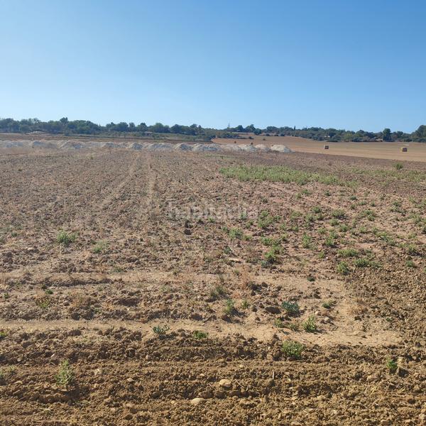 Foto 702176f1-0cf7-4a71-9863-be90d5030df5. Finca rústica a poligono poligon 25 352 a Manacor centre Manacor