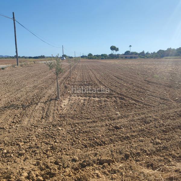 Foto a3b95e2e-cbb1-453b-bc41-a0e7fde4106b. Finca rústica a poligono poligon 25 352 a Manacor centre Manacor