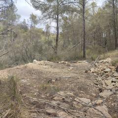 Rural plot in Vilafranca de Bonany. Finca de pinar de 7386 m2 con bancales de piedra