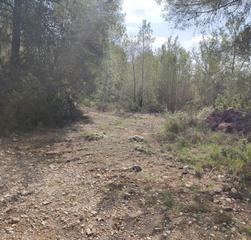 Rural plot in Sant Joan. Pinar de 3048 m2 con acceso desde 2 caminos