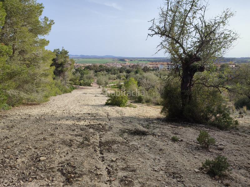 Foto 501e3fe8-3a76-4a4c-ad85-205356ec73a8. Fondo rustico in vial camino 277 in Sant Joan