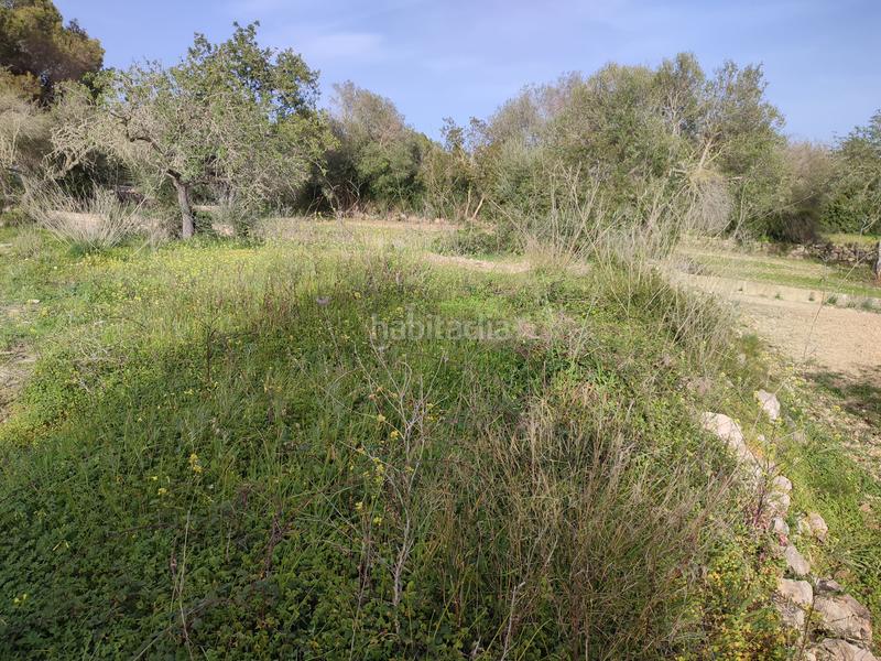 Foto 7ee12c96-1fd2-4288-ba52-aea74d4d18ec. Fondo rustico in vial camino 277 in Sant Joan