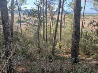 Rural plot in Diseminado diseminados var 124. Finca de pinar de 3.855 m2 en sant joan