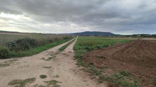 Rural plot in Vilafranca de Bonany. Finca agrícola de 3.632 m2 con muy buena tierra de cultivo