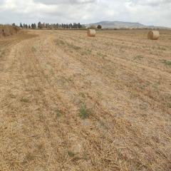 Rural plot in Vilafranca de Bonany. Finca agrícola de 7780 m2 en vilafranca de bonany