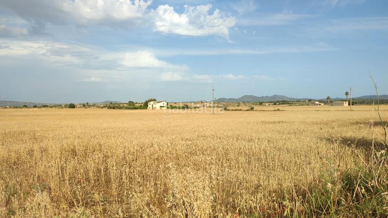 Foto 5897233a-703b-4a43-91fa-517a506c6f30. Propriété dans diseminado cdte primero 36 dans Vilafranca de Bonany