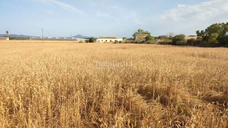 Foto 59b664b6-776d-41f4-86eb-95dbec34f92c. Propriété dans diseminado cdte primero 36 dans Vilafranca de Bonany
