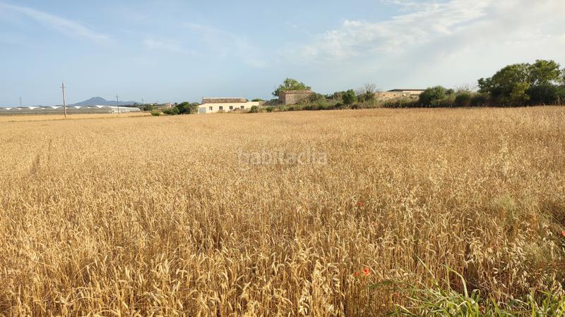 Foto cb3b2ec4-f96d-48b8-9530-7c56949789a2. Propriété dans diseminado cdte primero 36 dans Vilafranca de Bonany
