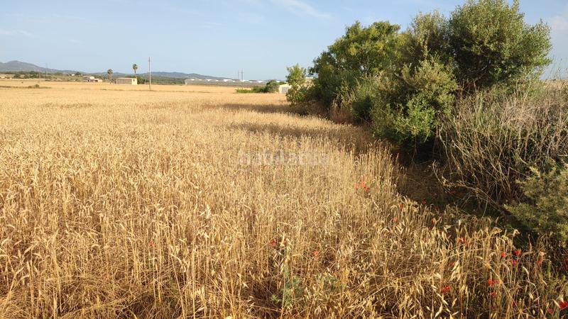 Foto f135dade-4740-4bcc-87b3-4ef93fee5a43. Propriété dans diseminado cdte primero 36 dans Vilafranca de Bonany