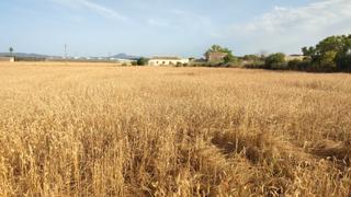 Rural plot in Diseminado cdte primero 36. Finca agrícola de 7.101 m2 parcialmente delimitada con pared de