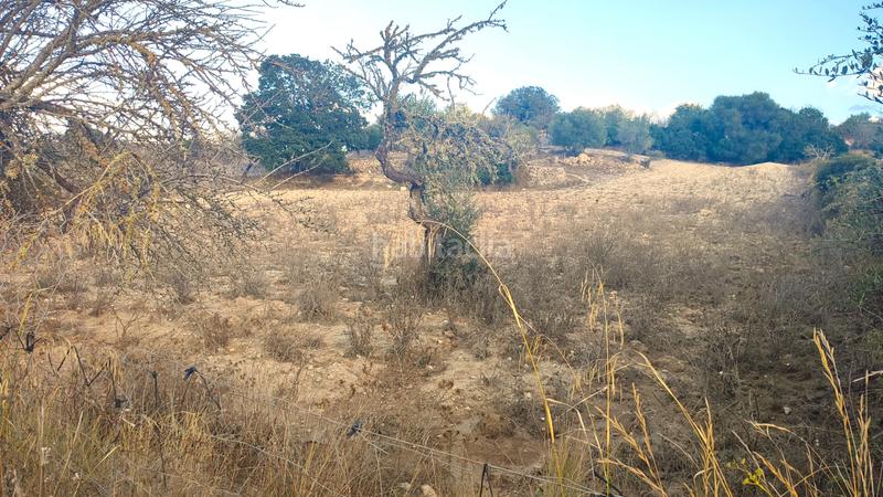 Foto 1bb60a2b-83c6-446b-9ca3-52c83c85e9df. Fondo rustico in Montuïri