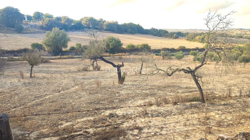 Foto 2a3e4d5e-3744-47e7-8e59-5740e2ebb36a. Fondo rustico in Montuïri