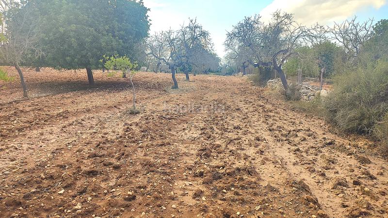 Foto 416aca90-75e5-4b4b-ac15-ab2f643b9987. Fondo rustico in Montuïri