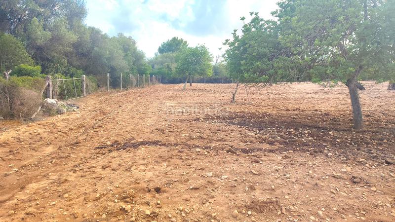 Foto 59797e90-1736-4152-8ecc-d2fb65409157. Fondo rustico in Montuïri