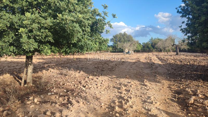 Foto 7c5fee49-53d5-4e55-b190-e64f5d19e3a0. Fondo rustico in Montuïri