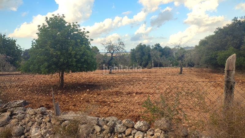 Foto ef88aff9-9c4f-4279-a07b-a61ef4af3684. Fondo rustico in Montuïri